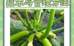 葫芦种植技术与管理要点有哪些？