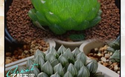 玉露品种有哪些？图片怎么区分？