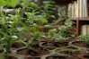 盆栽花卉栽培技术，盆栽花卉栽培技术书籍