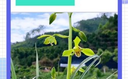 如何辨识蕙兰品种？图片要点有哪些？