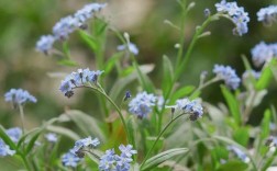 什么品种勿忘我花最好？