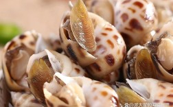 长期养殖活海鲜有哪些常见品种？