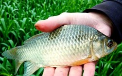 江苏池塘如何高效养殖鲫鱼？
