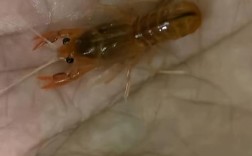 东北螯虾养殖技术视频，关键步骤有哪些？