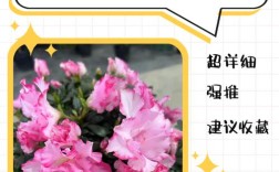 如何快速辨别杜鹃花品种？