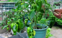 辣椒栽培技术视频，如何高效种植？