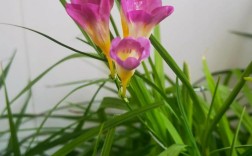 香雪兰品种究竟有多少？