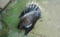 2025年豪猪种苗价格会涨还是跌？