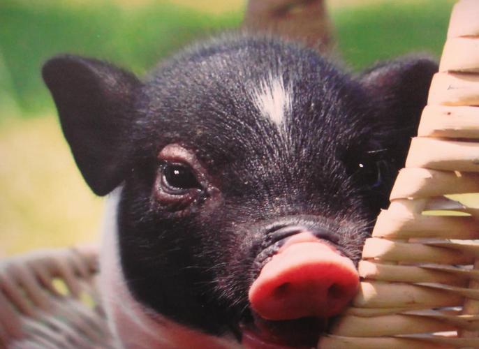 四川有哪些特色地方猪品种？-图3