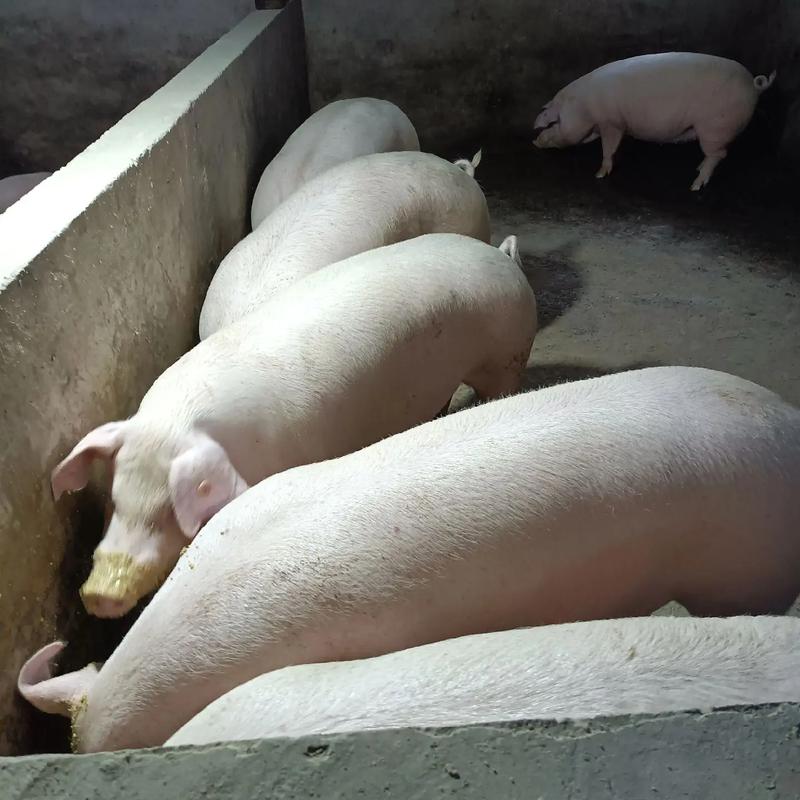 四川有哪些特色地方猪品种？-图1