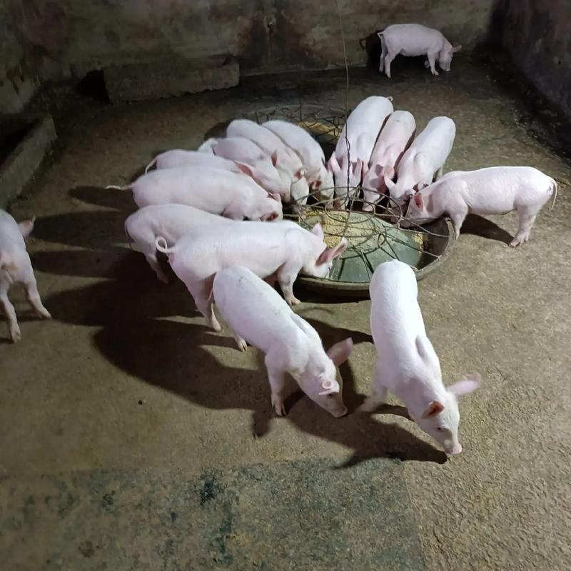 四川有哪些特色地方猪品种？-图2