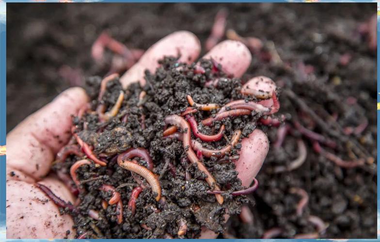 蚯蚓养殖技术要点有哪些？-图1