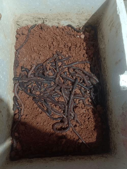 蚯蚓养殖技术要点有哪些？-图2