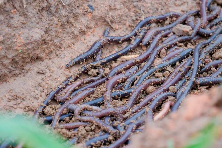 蚯蚓养殖技术要点有哪些？-图3