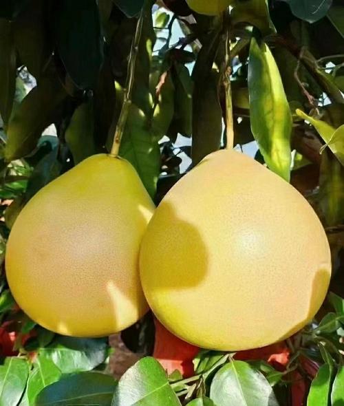 梅州市农科院育出啥柚子新品种？-图1