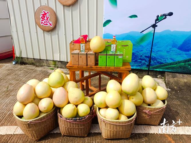 梅州市农科院育出啥柚子新品种？-图2