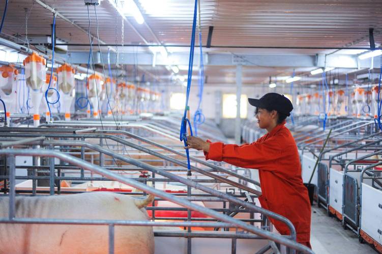 养猪技术视频先进在哪？-图1