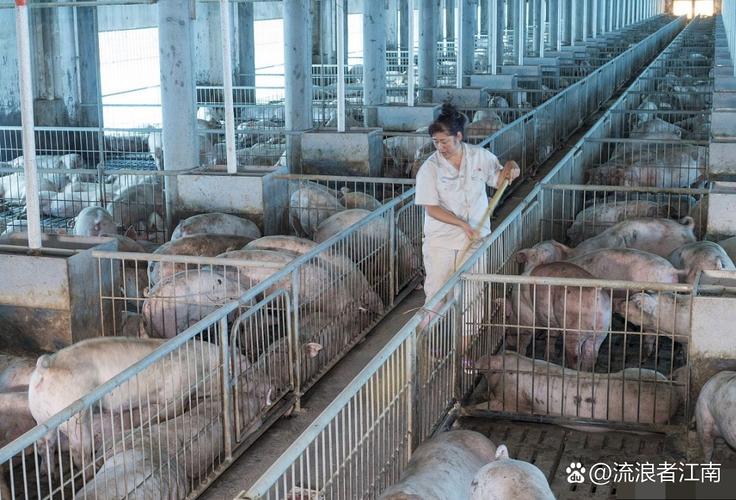 养猪技术视频先进在哪？-图3