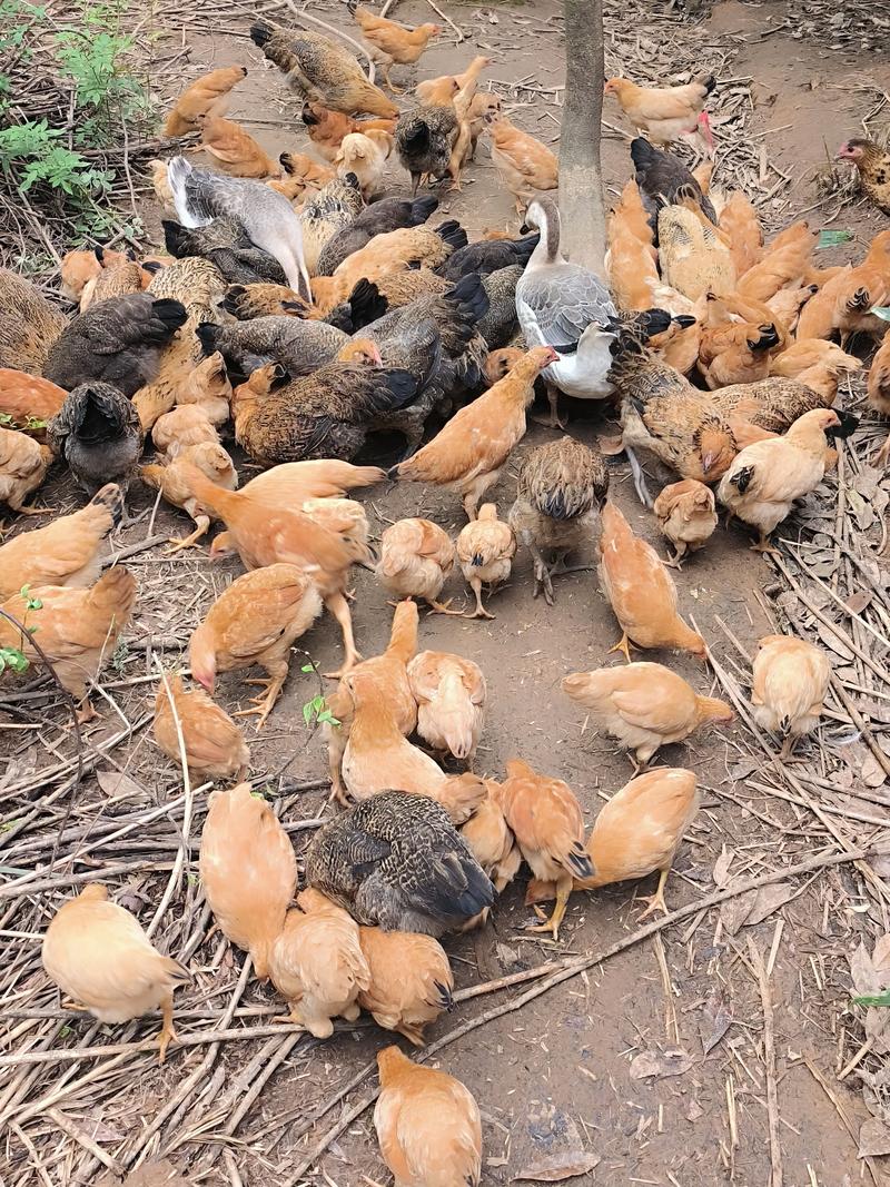 柴鸡养殖技术要点有哪些?-图1 柴鸡养殖技术要点有哪些?-图1