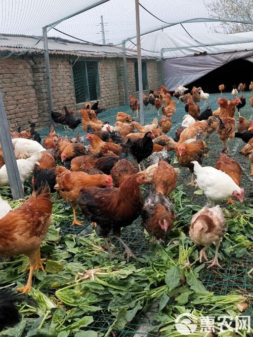柴鸡养殖技术要点有哪些?-图2 柴鸡养殖技术要点有哪些?-图2