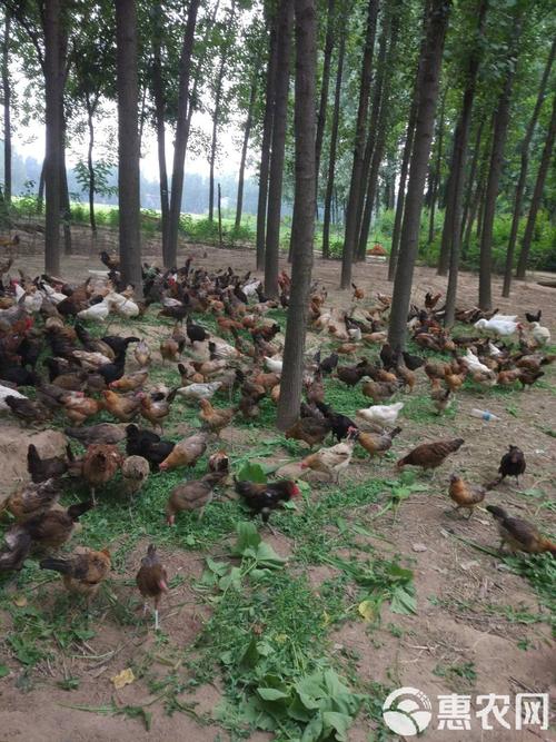 柴鸡养殖技术要点有哪些？-图3