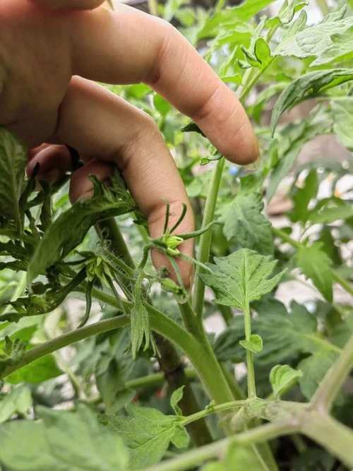 番茄前期管理技术有哪些要点？-图3