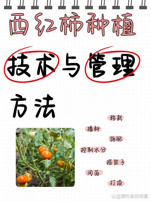 番茄前期管理技术有哪些要点？-图1