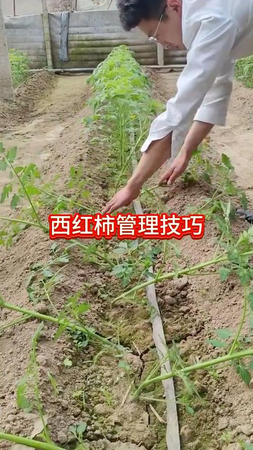 番茄前期管理技术有哪些要点？-图2