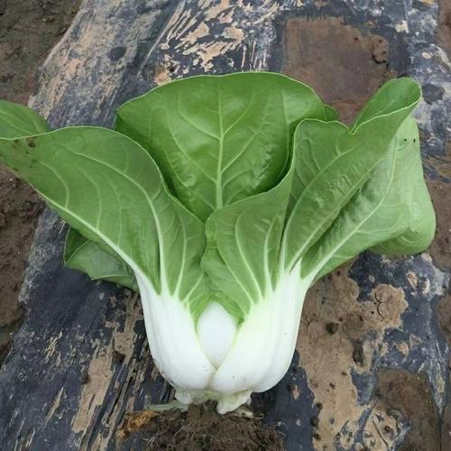 6月下旬播白菜，品种咋选才高产？-图1