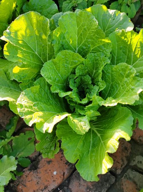 6月下旬播白菜，品种咋选才高产？-图2