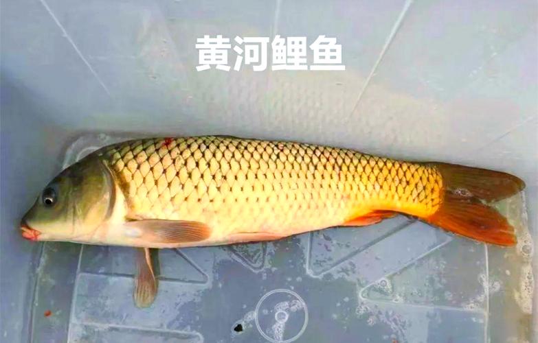 黄河鲤鱼养殖技术哪里有？-图1
