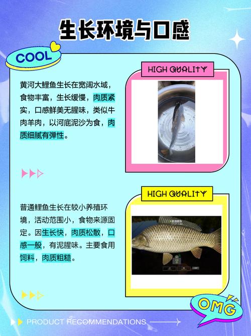 黄河鲤鱼养殖技术哪里有？-图2