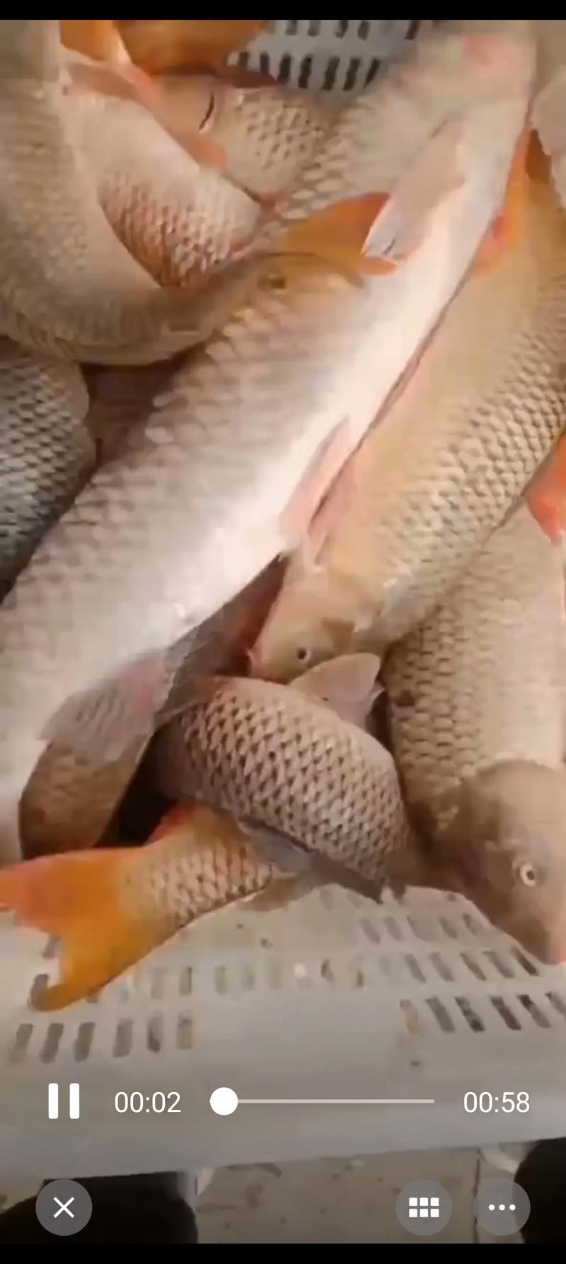 黄河鲤鱼养殖技术哪里有？-图3