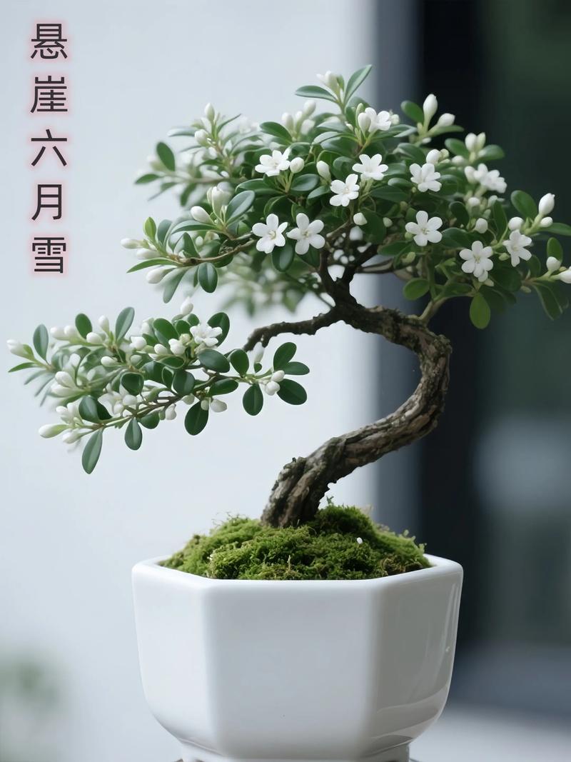 六月雪品种有哪些？附图片详解-图3