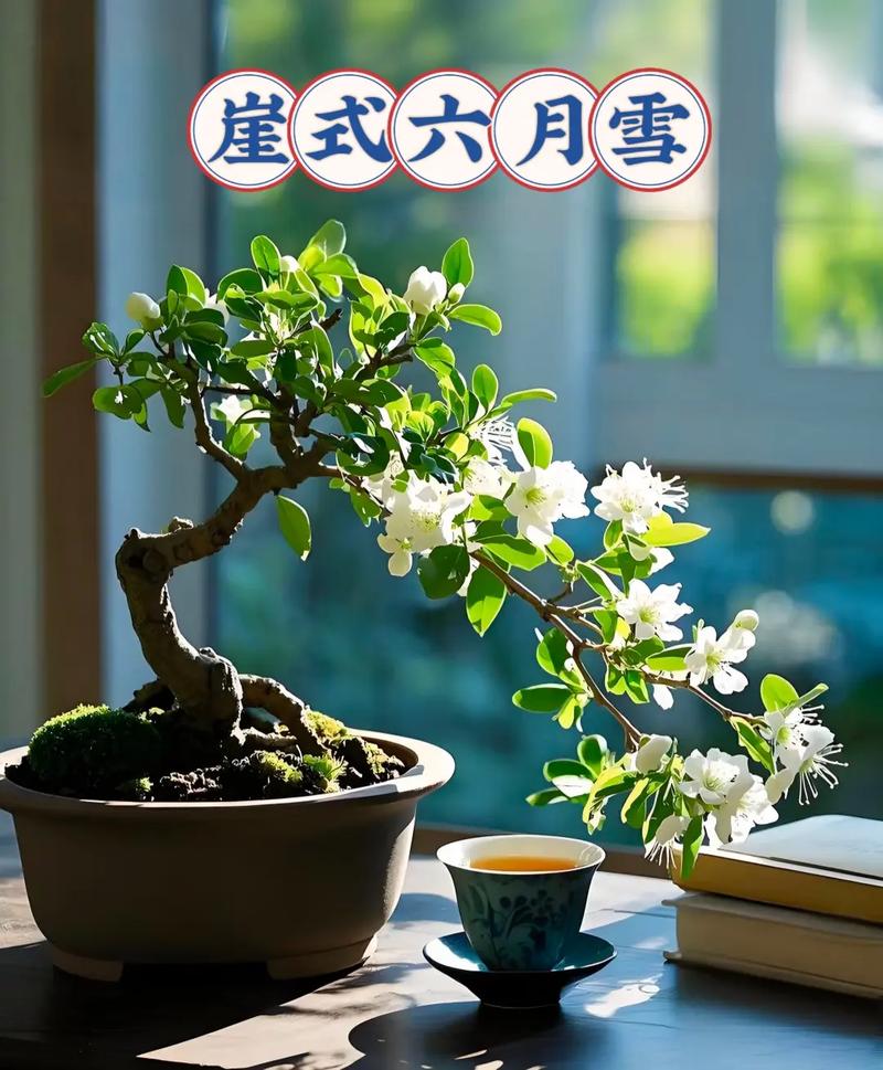 六月雪品种有哪些？附图片详解-图2