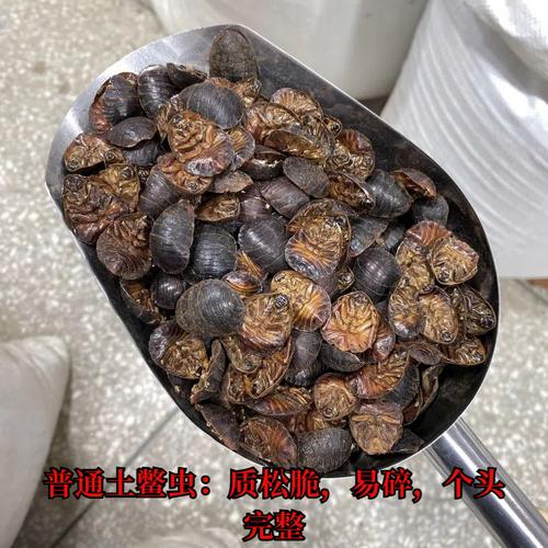 土元现在市场价格多少一斤?-图3 土元现在市场价格多少一斤?-图3