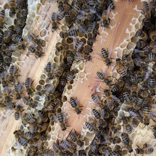 浆王蜜王有何特性差异？-图3