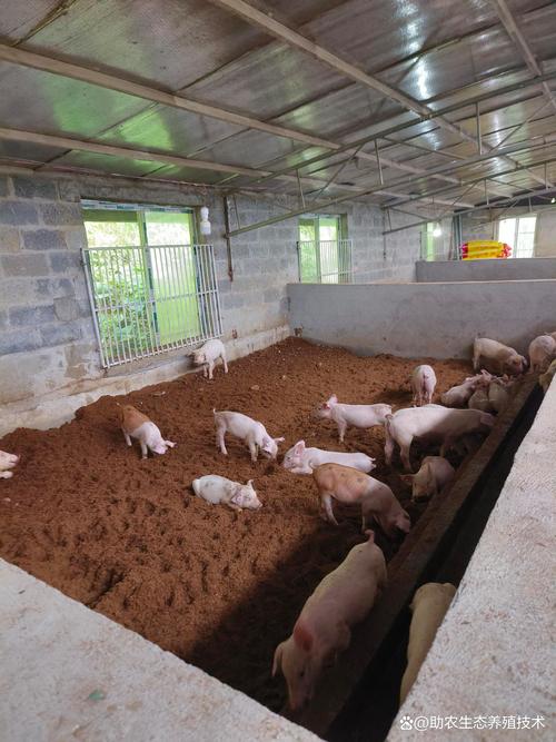 养猪青饲料发酵技术视频，如何高效发酵？-图2