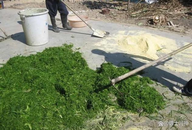 养猪青饲料发酵技术视频，如何高效发酵？-图1