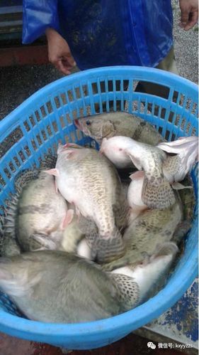 华康一号鳜鱼新品种有何优势?-图3 华康一号鳜鱼新品种有何优势?-图3