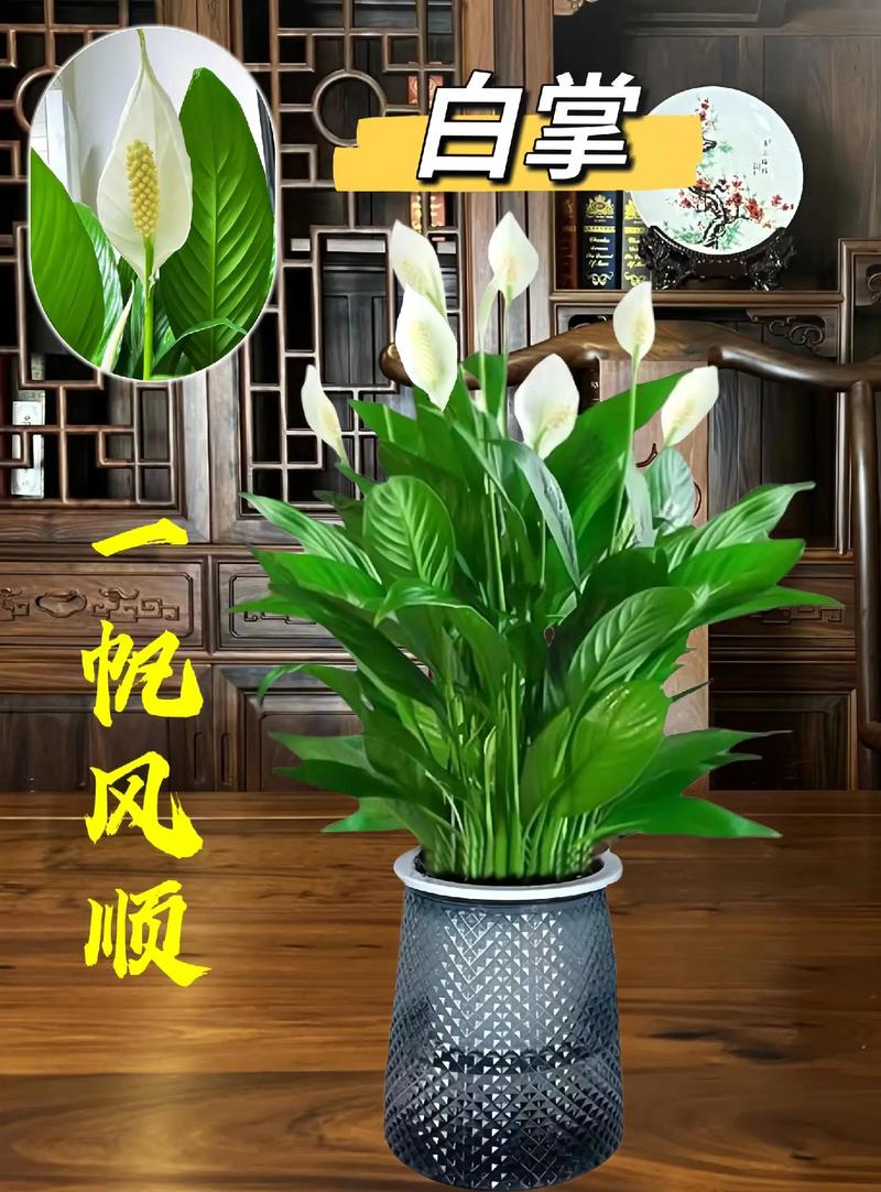 一帆风顺是哪种花的品种？-图2