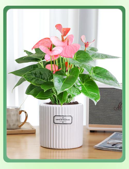 一帆风顺是哪种花的品种？-图1