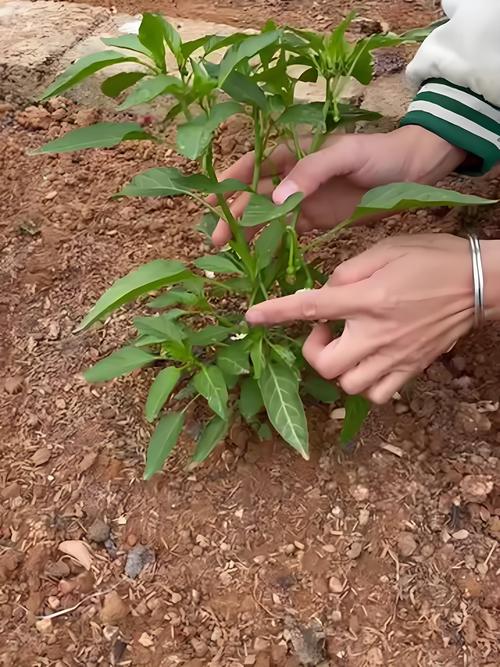 广西辣椒种植管理技术有哪些关键要点？-图2