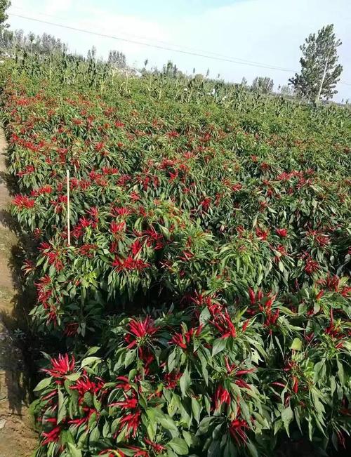 广西辣椒种植管理技术有哪些关键要点？-图1