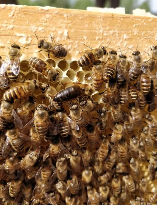 哪里能下载到养中华蜜蜂的技术视频？-图2