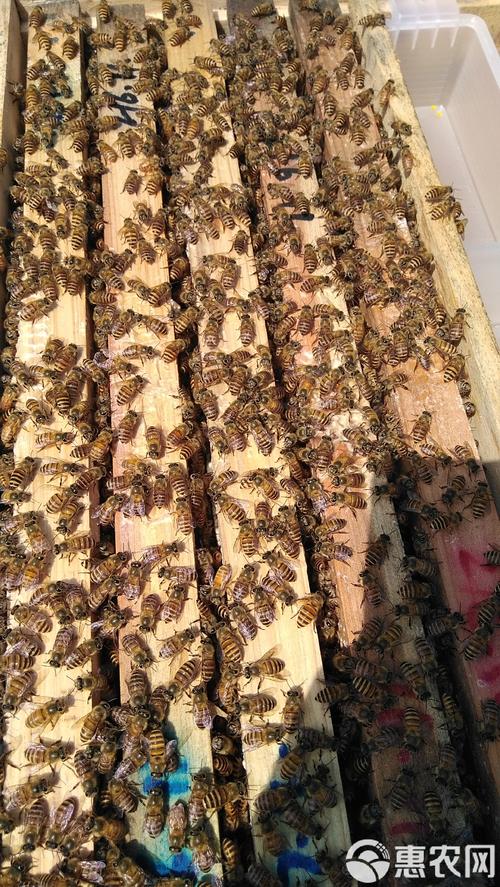 哪里能下载到养中华蜜蜂的技术视频？-图3