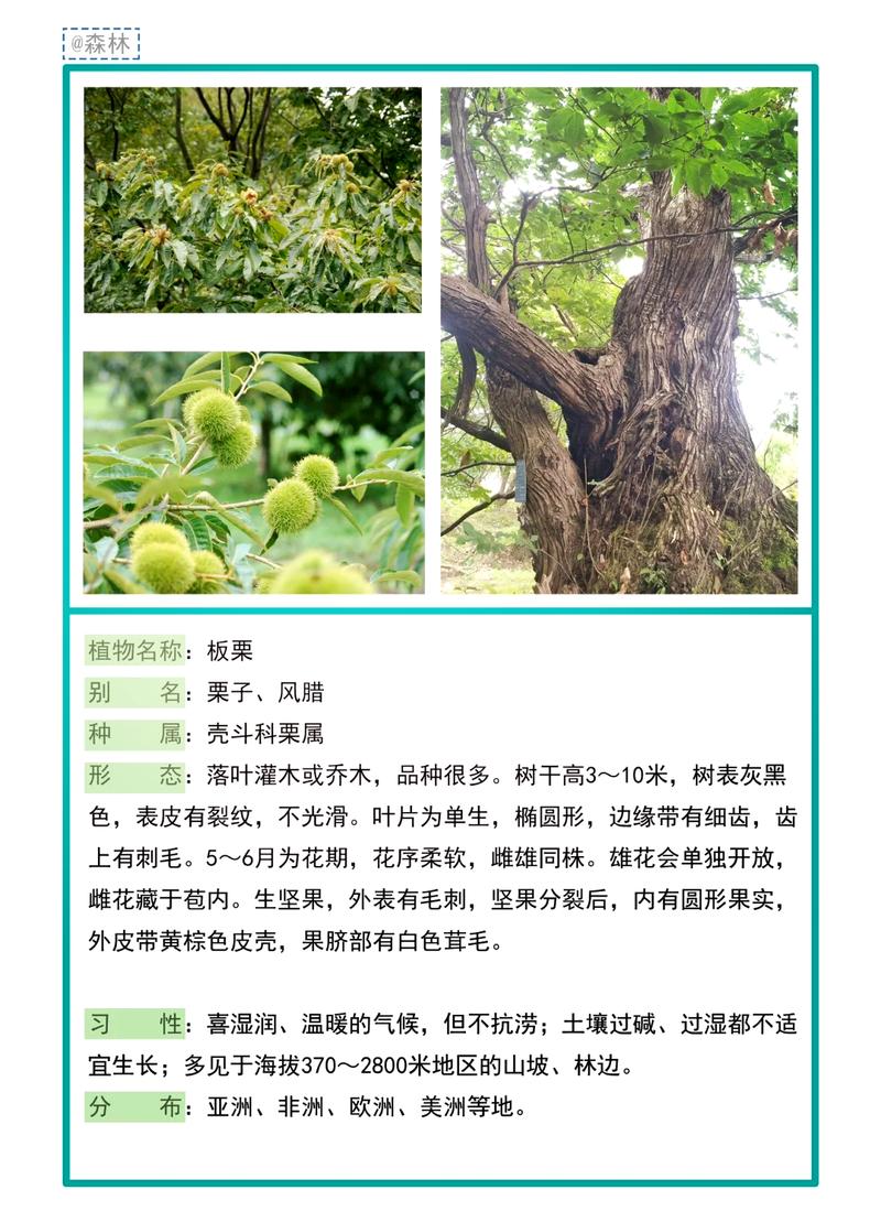 板栗种植技术如何提升经济效益?-图1 板栗种植技术如何提升经济效益?-图1