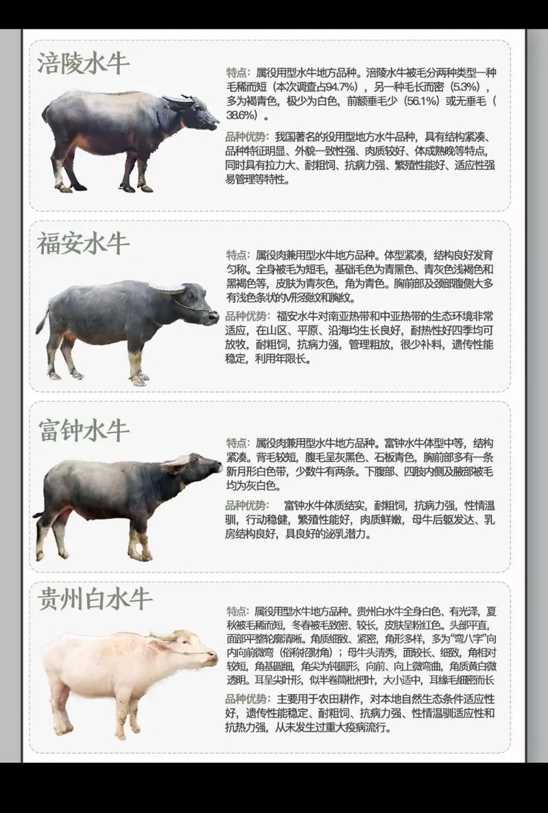 水牛品种分两种?具体是哪两种?-图1 水牛品种分两种?具体是哪两种?-图1