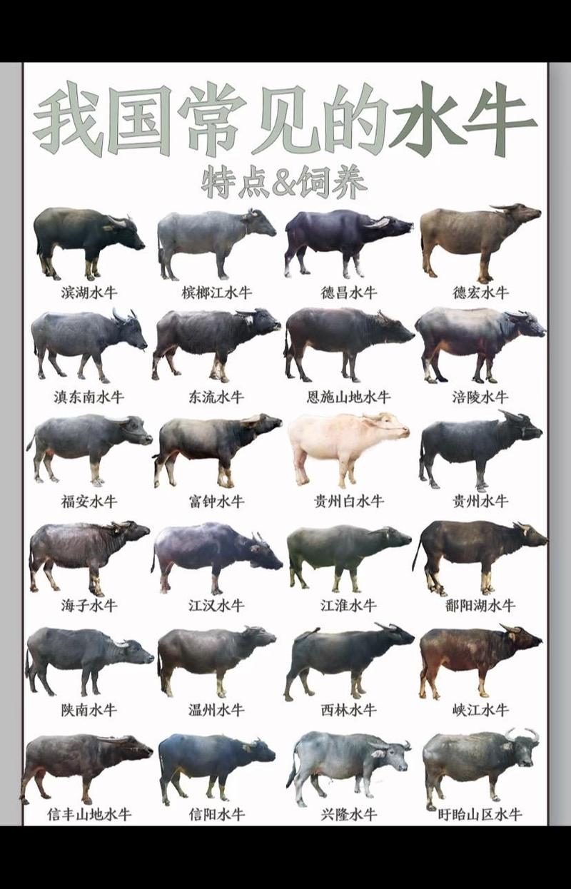 水牛品种分两种?具体是哪两种?-图2 水牛品种分两种?具体是哪两种?-图2