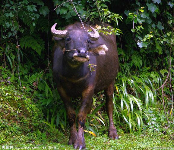 水牛品种分两种?具体是哪两种?-图3 水牛品种分两种?具体是哪两种?-图3
